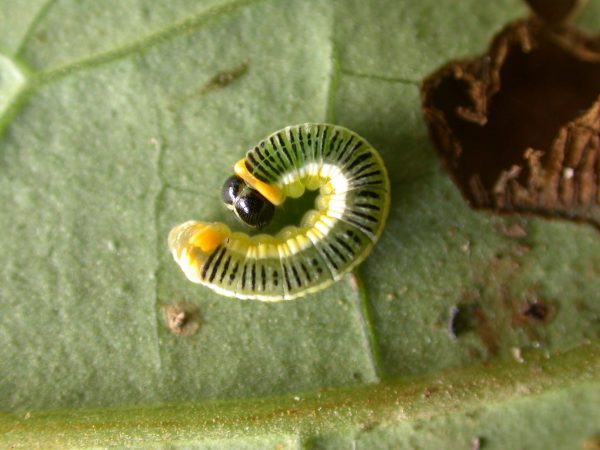 Pteronymia ticida 5th instar, KRW-237