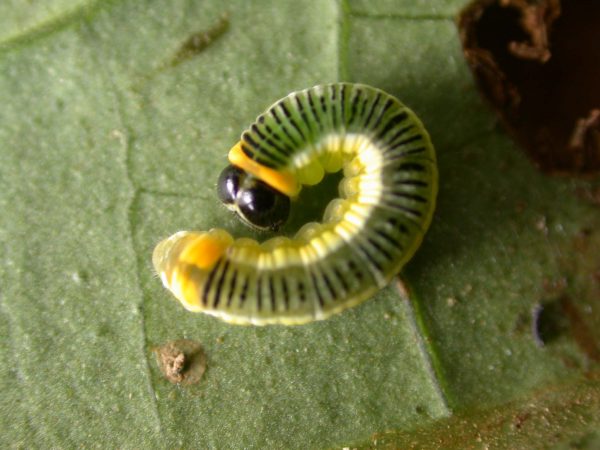 Pteronymia ticida 5th instar, KRW-237