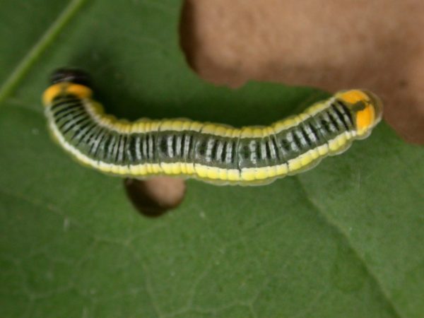 Pteronymia ticida 5th instar, KRW-237