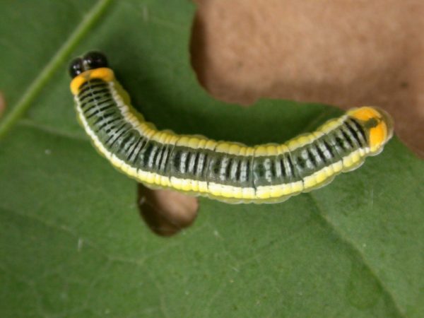Pteronymia ticida 5th instar, KRW-237