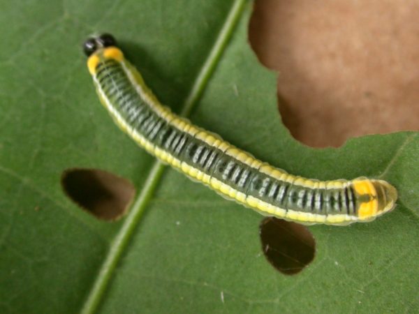 Pteronymia ticida 5th instar, KRW-237