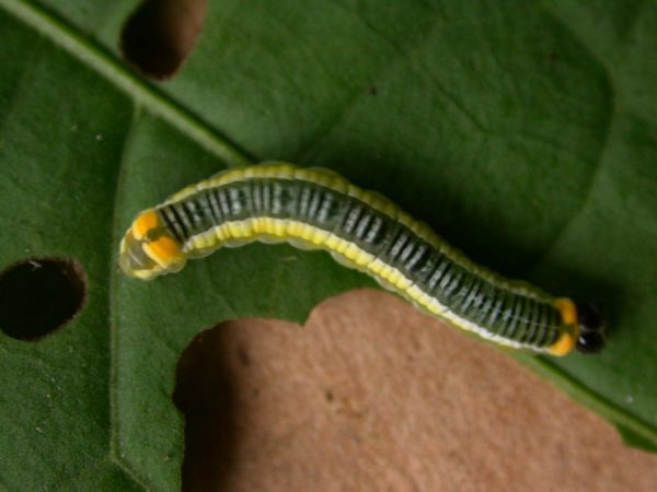 Pteronymia ticida 5th instar, KRW-237