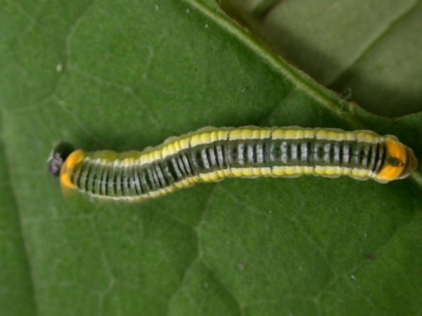 Pteronymia ticida 5th instar, KRW-237