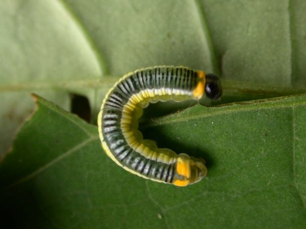 Pteronymia ticida 5th instar, KRW-237