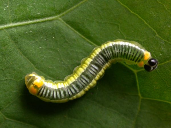 Pteronymia ticida 5th instar, KRW-237