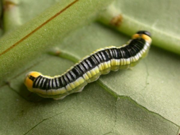 Pteronymia ticida 5th instar, KRW-241