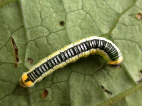 Pteronymia ticida 5th instar, KRW-241