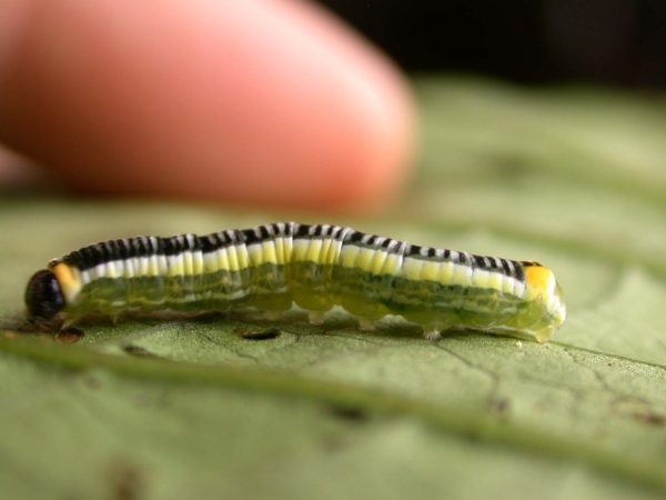 Pteronymia ticida 5th instar, KRW-241