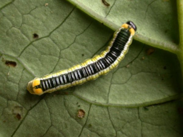 Pteronymia ticida 5th instar, KRW-241