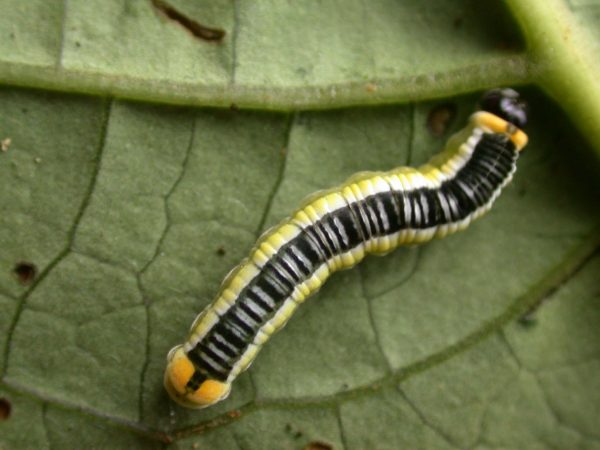 Pteronymia ticida 5th instar, KRW-241