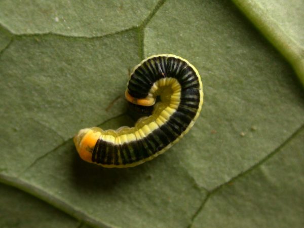 Pteronymia ticida 5th instar, KRW-242