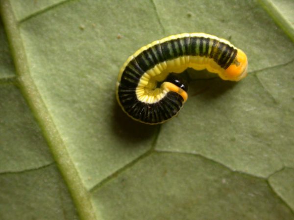 Pteronymia ticida 5th instar, KRW-242