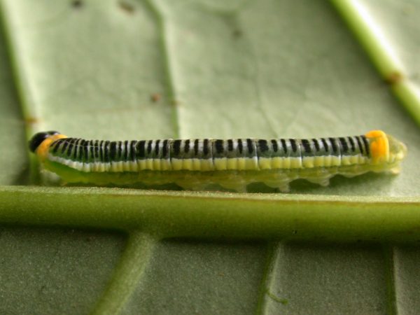 Pteronymia ticida 5th instar, KRW-243