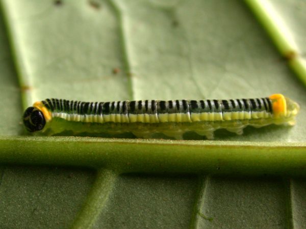 Pteronymia ticida 5th instar, KRW-243