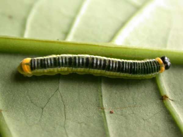 Pteronymia ticida 5th instar, KRW-243