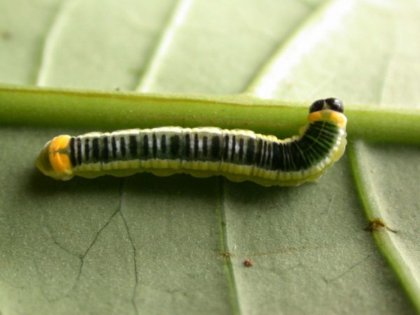 Pteronymia ticida 5th instar, KRW-243