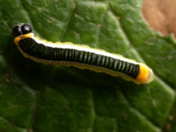 Pteronymia ticida 5th instar, KRW-251