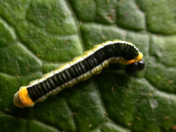 Pteronymia ticida 5th instar, KRW-251