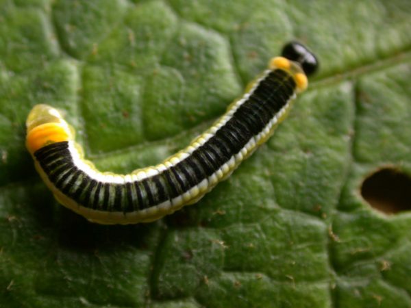 Pteronymia ticida 5th instar, KRW-251