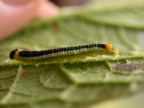 Pteronymia ticida 5th instar, KRW-251