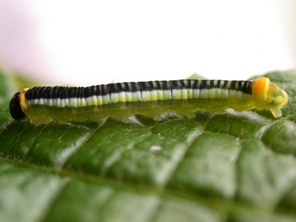 Pteronymia ticida 5th instar, KRW-251