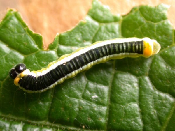 Pteronymia ticida 5th instar, KRW-251