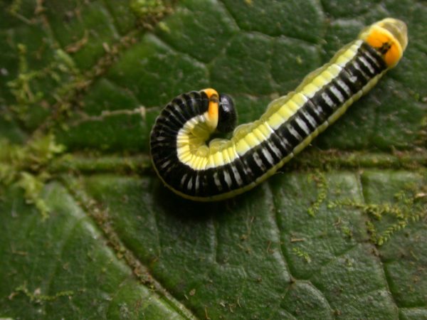 Pteronymia ticida 5th instar, KRW-252