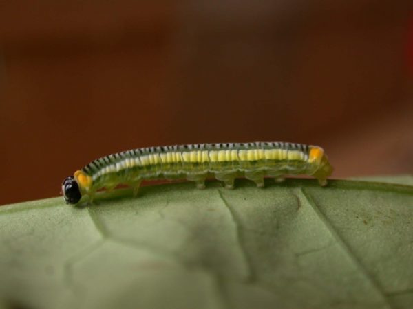 Pteronymia ticida 5th instar, KRW-237