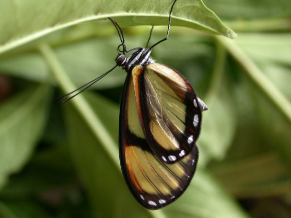 Pteronymia ticida adult, KRW-251