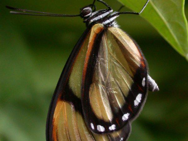 Pteronymia ticida adult, KRW-251