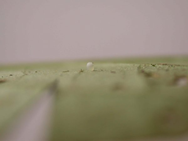 Pteronymia ticida egg, KRW-243