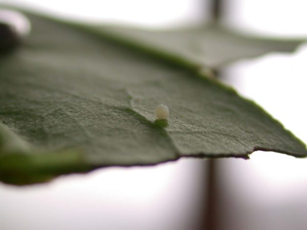 Pteronymia ticida egg, KRW-243