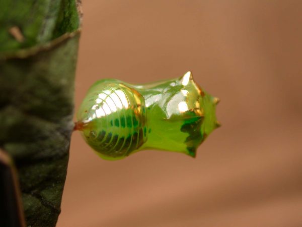 Pteronymia ticida pupa dorsal, KRW-237