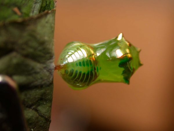 Pteronymia ticida pupa dorsal, KRW-237