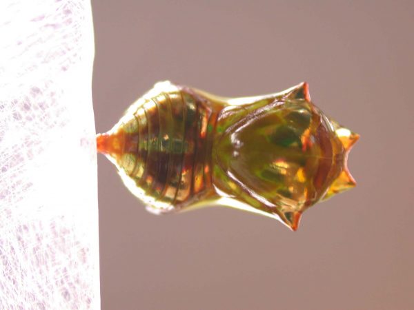 Pteronymia ticida pupa dorsal, KRW-241