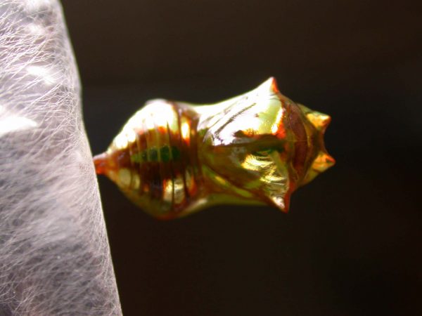 Pteronymia ticida pupa dorsal, KRW-241