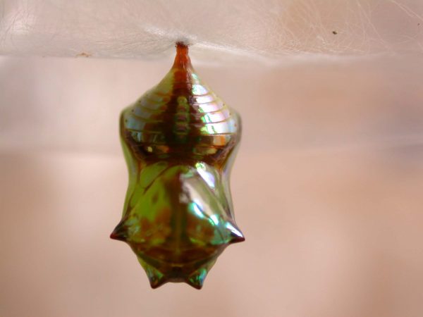 Pteronymia ticida pupa dorsal, KRW-251