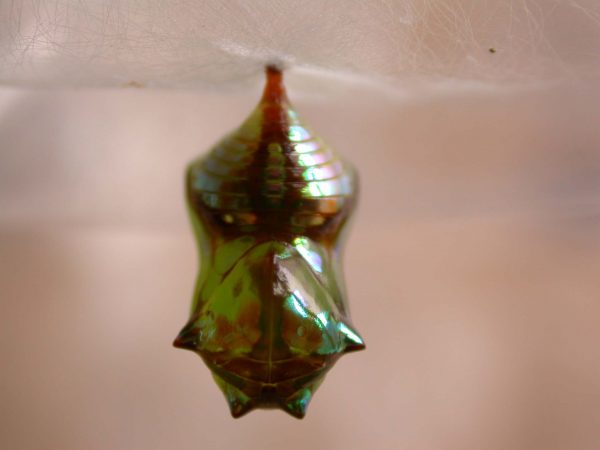 Pteronymia ticida pupa dorsal, KRW-251