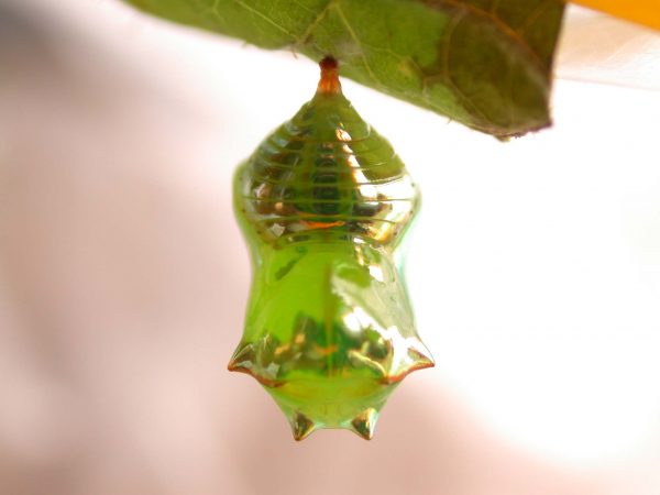 Pteronymia ticida pupa dorsal, KRW-251