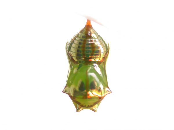 Pteronymia ticida pupa dorsal, KRW-252