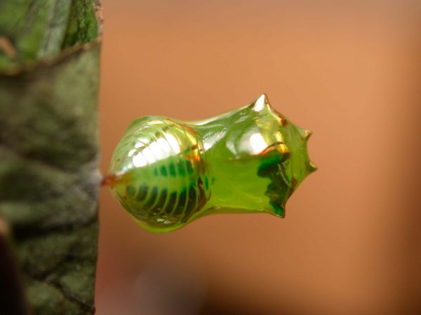 Pteronymia ticida pupa dorsal, KRW-237