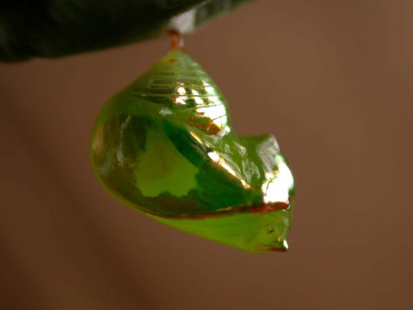 Pteronymia ticida pupa lateral, KRW-237