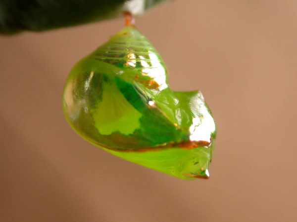 Pteronymia ticida pupa lateral, KRW-237