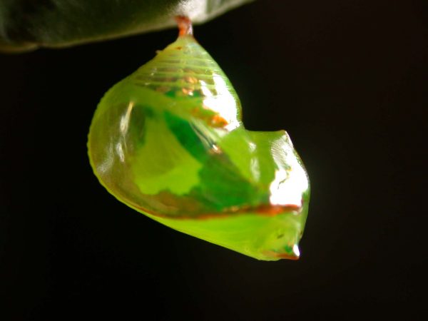 Pteronymia ticida pupa lateral, KRW-237