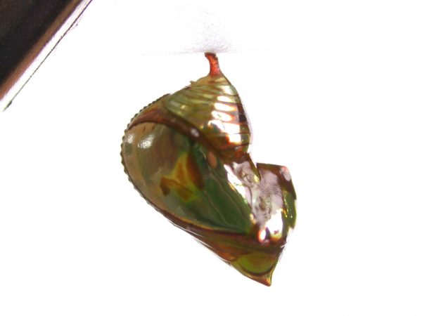 Pteronymia ticida pupa lateral, KRW-241