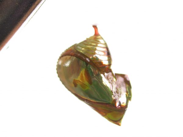 Pteronymia ticida pupa lateral, KRW-241