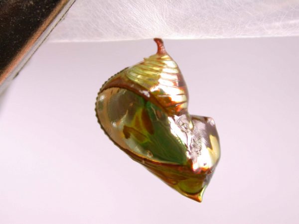 Pteronymia ticida pupa lateral, KRW-241