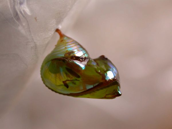 Pteronymia ticida pupa lateral, KRW-251