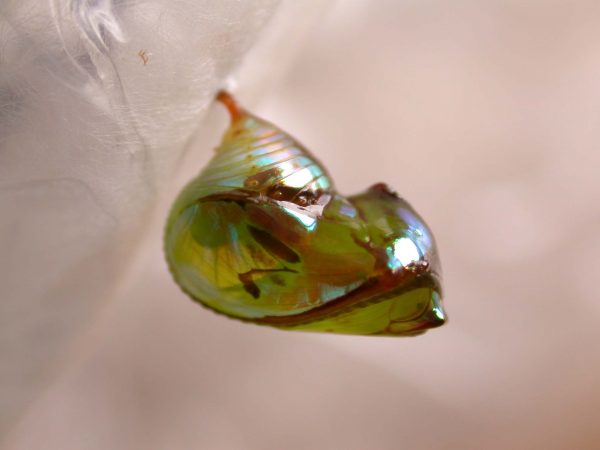 Pteronymia ticida pupa lateral, KRW-251