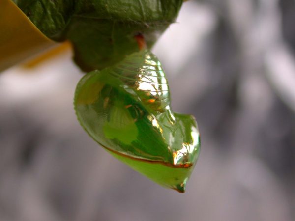 Pteronymia ticida pupa lateral, KRW-251